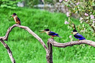 游戏《SD 新假面骑士 乱舞》宣布登陆PC和NS 3月23日发售