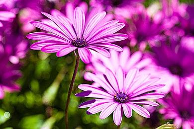 《寂静岭f》销量PS5版占7成 Xbox还不到一成